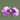 Purple Hairclip